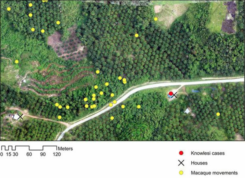 The Monkeybar project combines images collected by drones with hospital records of malaria cases and the movements of the monkeys (Photo: Kimberly Fornace/LSHTM)