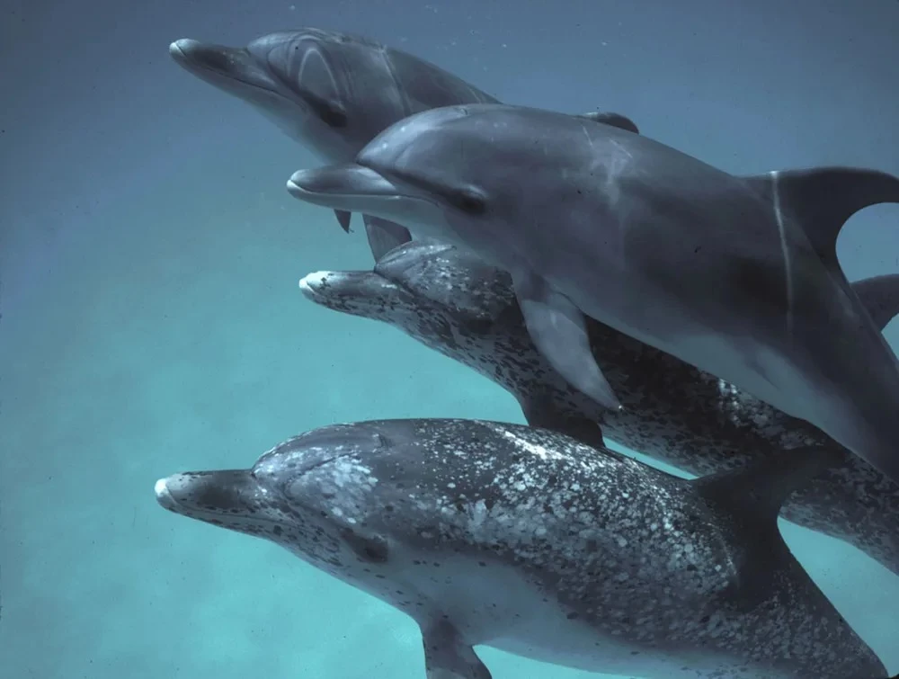 A pod of Atlantic spotted dolphins, like the ones the World Dolphin Project studies off the coast of the Bahamas