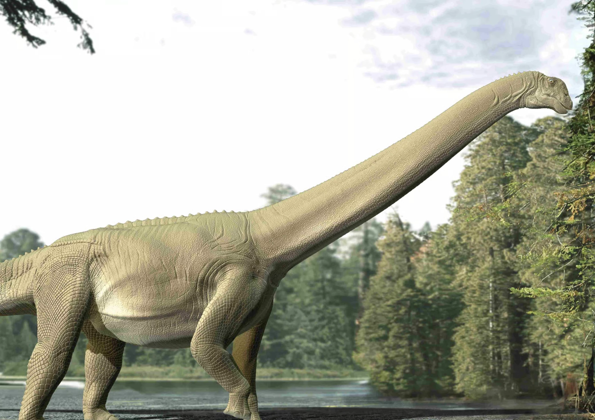 Artist impression of Judy, a Diamantinasaurus matildae