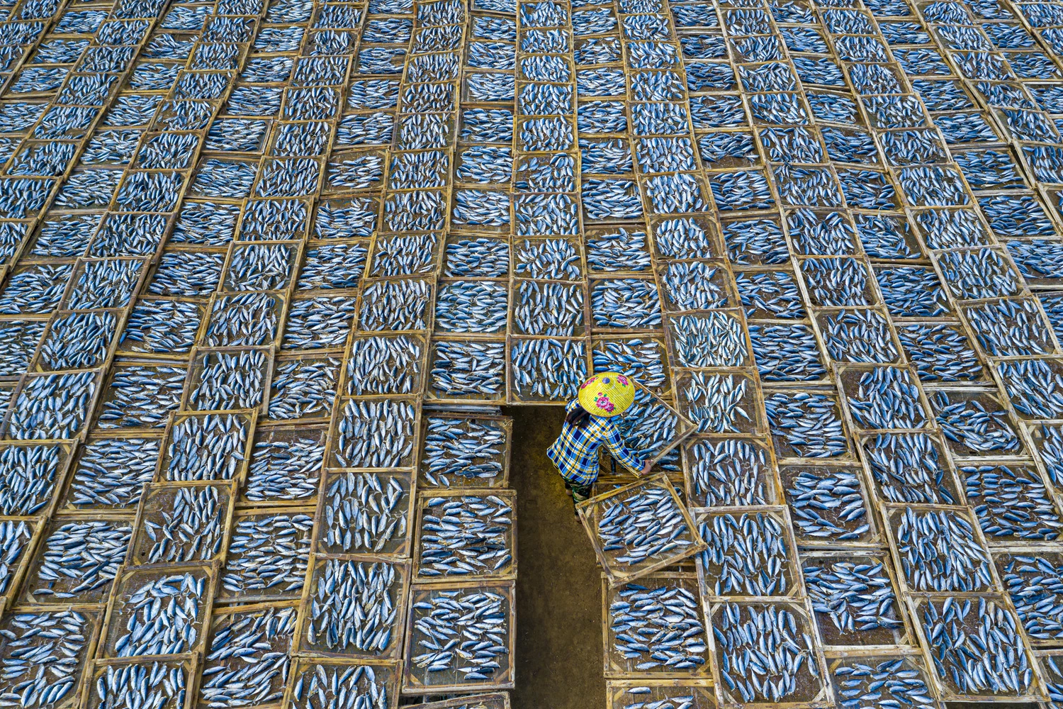 TRAVEL PORTFOLIO SINGLE IMAGESSPECIAL MENTION: Phan Khánh, VietnamLong Hai, Ba Ria - Vung Tau, VietnamLong Hai fish market, Ba Ria - Vung Tau, Vietnam is the place to buy and sell seafood, especially dried scad.Thousands of fry trays are dried on rooftops and yards by hundreds of workers. The weather here is very sunny with high temperatures and the workers work with great intensity.Hasselblad L1D-20C, 28mm lens, f4.5, 1/80 sec, ISO 100