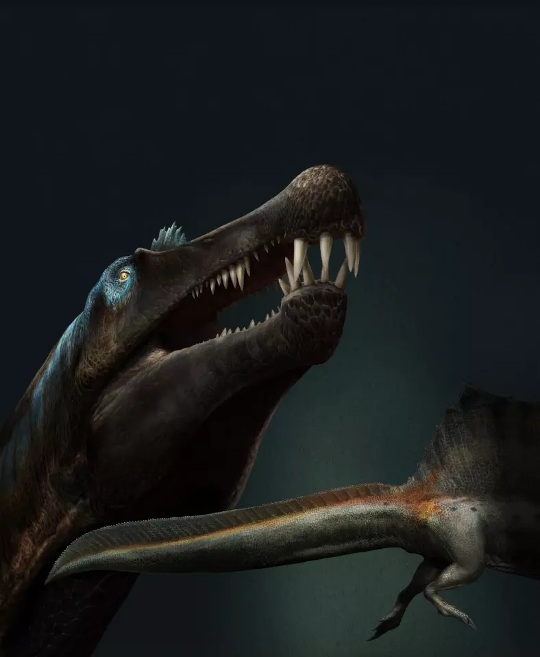 An artist's representation of the Spinosaurus, taking into account the newly discovered shape of its tail