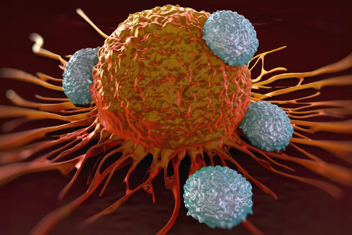 Scientists have created a reversible "wall" to separate immune cells and cancer cells