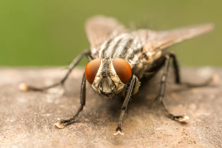 The bacteria-carrying capacity of flies may be worse than we thought, but new research suggests it could be harnessed for a positive use