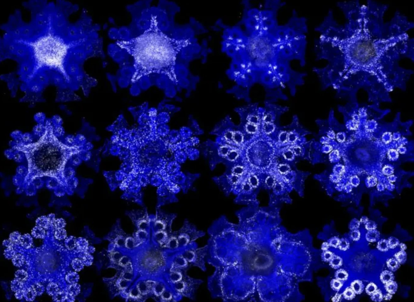 Researchers examined how key genes behave across the sea star body by staining genetic material with fluorescent labels