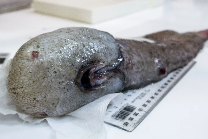 When this bizarre faceless fish was first pulled off the ocean floor the team thought they had discovered a new species