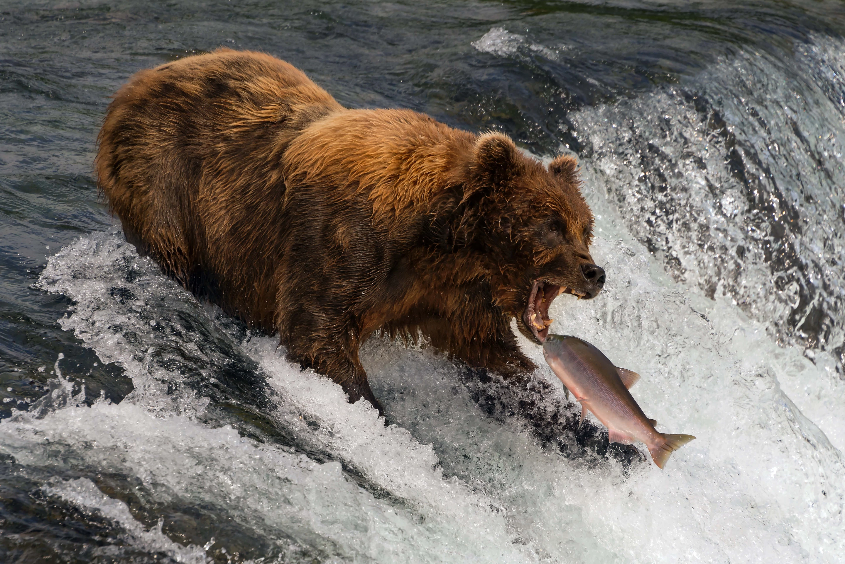 Honorable Mention, Nature. A brown bear with shaggy, brown fur is about to catch a salmon in its mouth at the top of Brooks Falls, Alaska