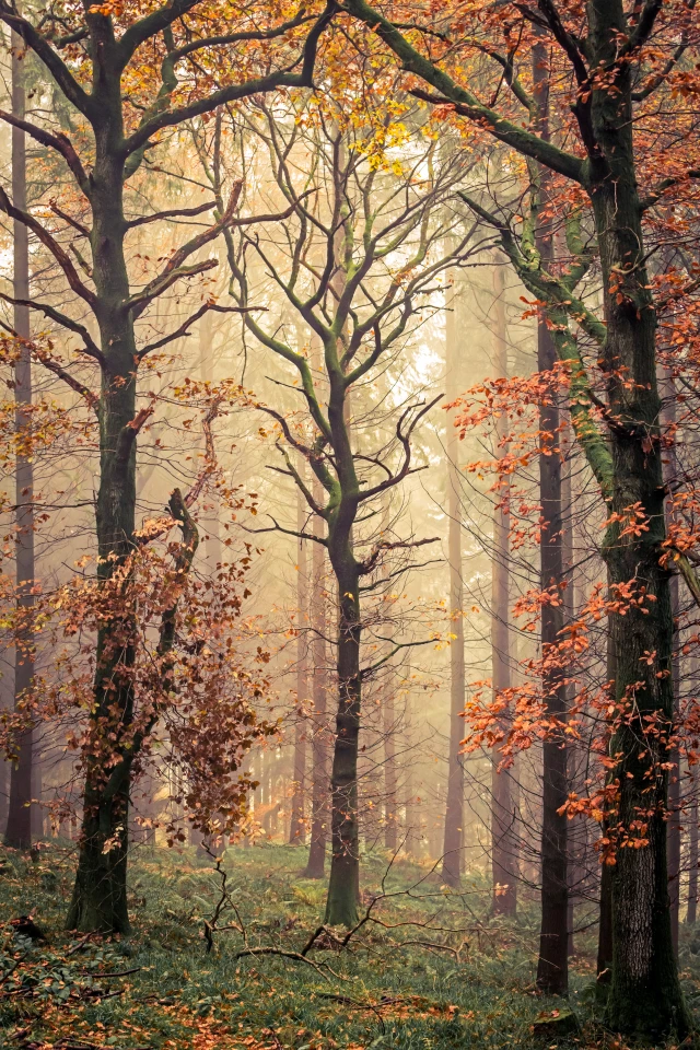 Top 101. Mortimer Forest, Shropshire, England
