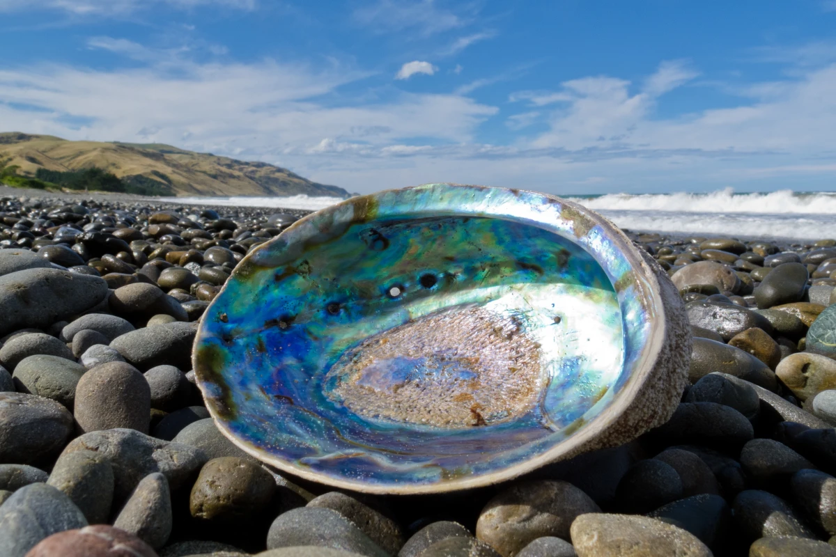 The same structure that gives seashells their strength has been replicated in glass (Photo: Shutterstock)