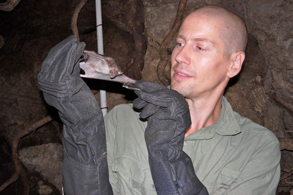 Bryan Fry studying one of the vampire bats near Cuernavaca in Mexico