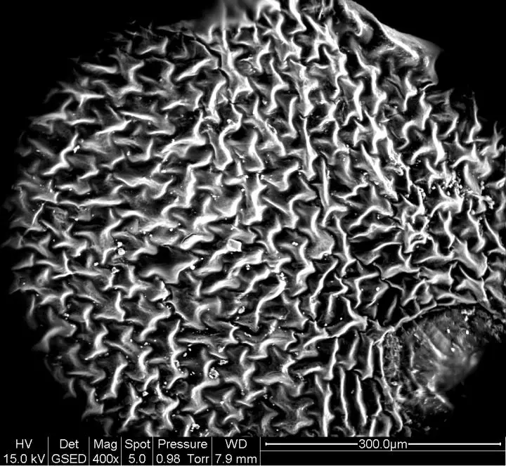 The repeating pattern of veins in the leaves of the western swordfern, as seen here magnified 400 times, served as the inspiration for the new high-density electrode