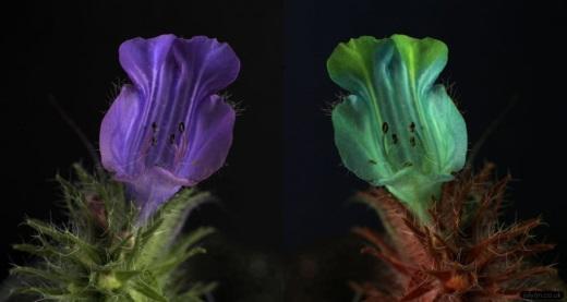 Borage family flowers as seen in human vision (left) and honeybee vision (right)