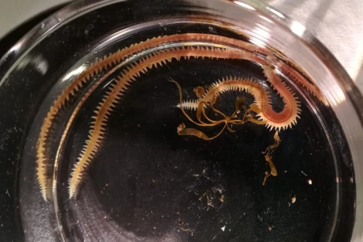 A marine ragworm, rich in Omega-3s and other fatty acids thanks to its diet of sugar kelp