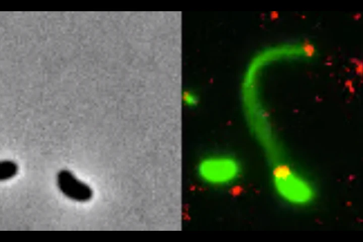 Fluorescent dyes (right) have allowed researchers to directly observe how bacteria (green) send out harpoon-like appendages called pili to latch onto DNA fragments (red), compared to no dyes (left)