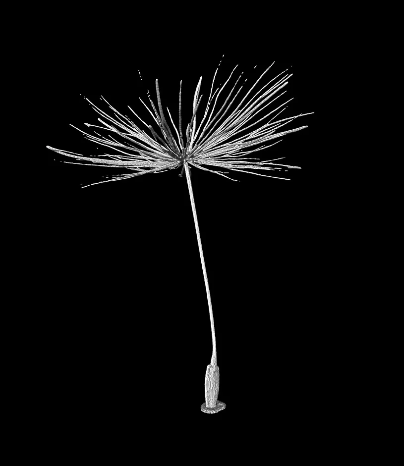 The team used X-ray imaging and microscopes to examine the morphology of dandelions