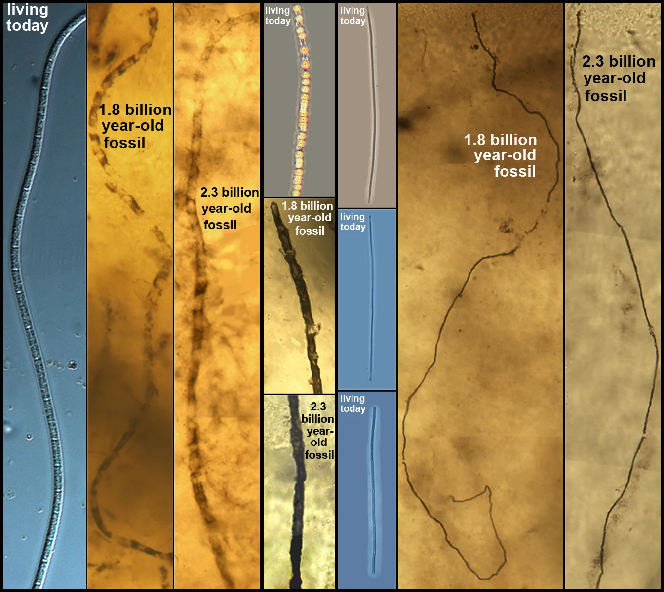 Scientists say that a type of deep-sea microorganism has not evolved in more than 2 billion years (Image: J. William Schopf/UCLA Center for the Study of Evolution and the Origin of Life)