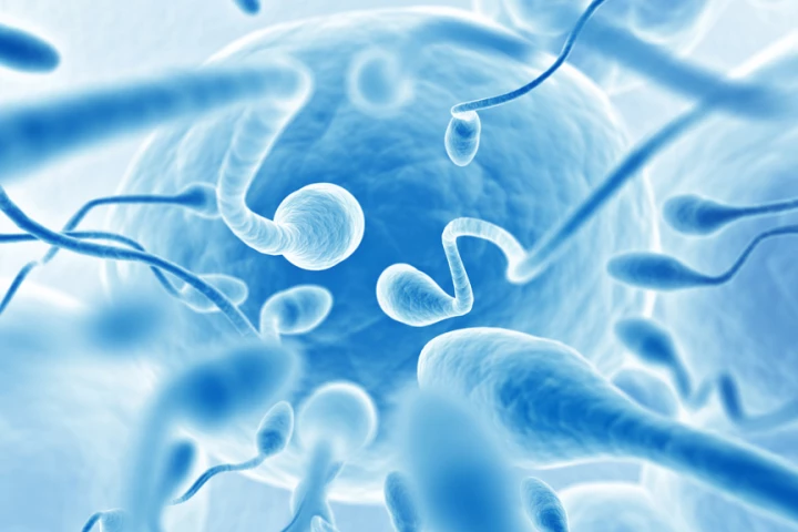 Scientists have successfully reduced the sperm counts of male rats to zero using widely-available ultrasound equipment (Photo: Shutterstock)