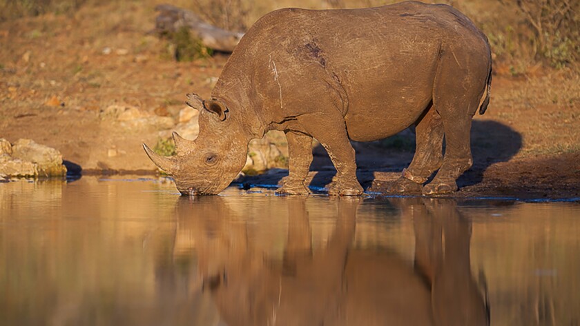 The team will then produce a fully annotated, open access version of the black rhino genome, allowing biologists, conservationists, historians and anyone else who so desires, access to the data