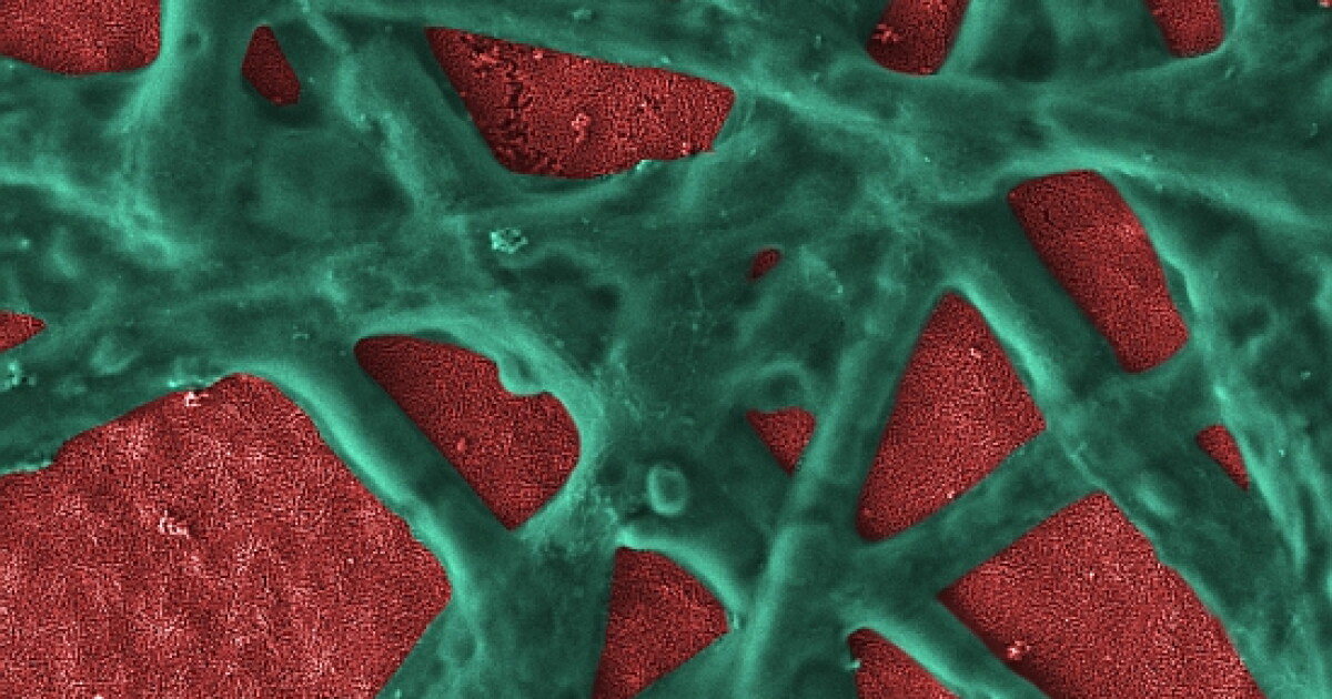 Algal protein provides more efficient way to split water ...