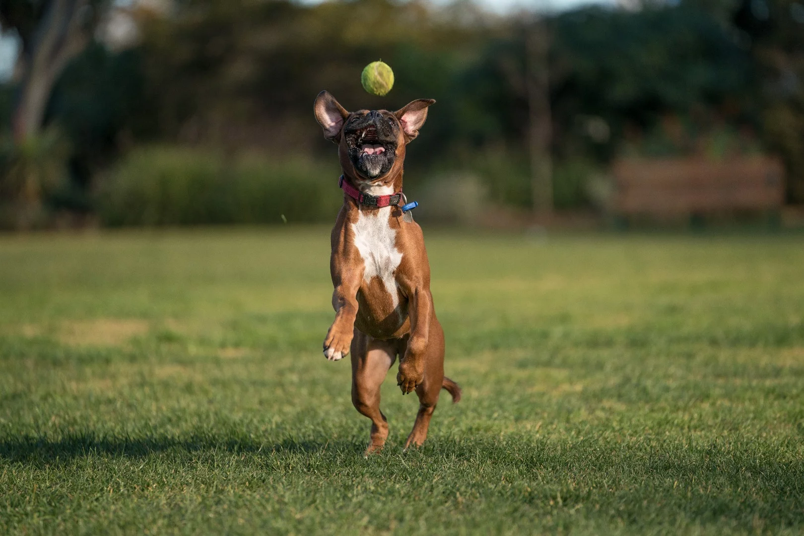 Sony a9 sample shot: ISO 100, f/2.8, 1/1600 sec