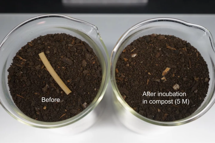 Scientists have created a biodegradable plastic by embedding plastic-eating microbe spores right into the material