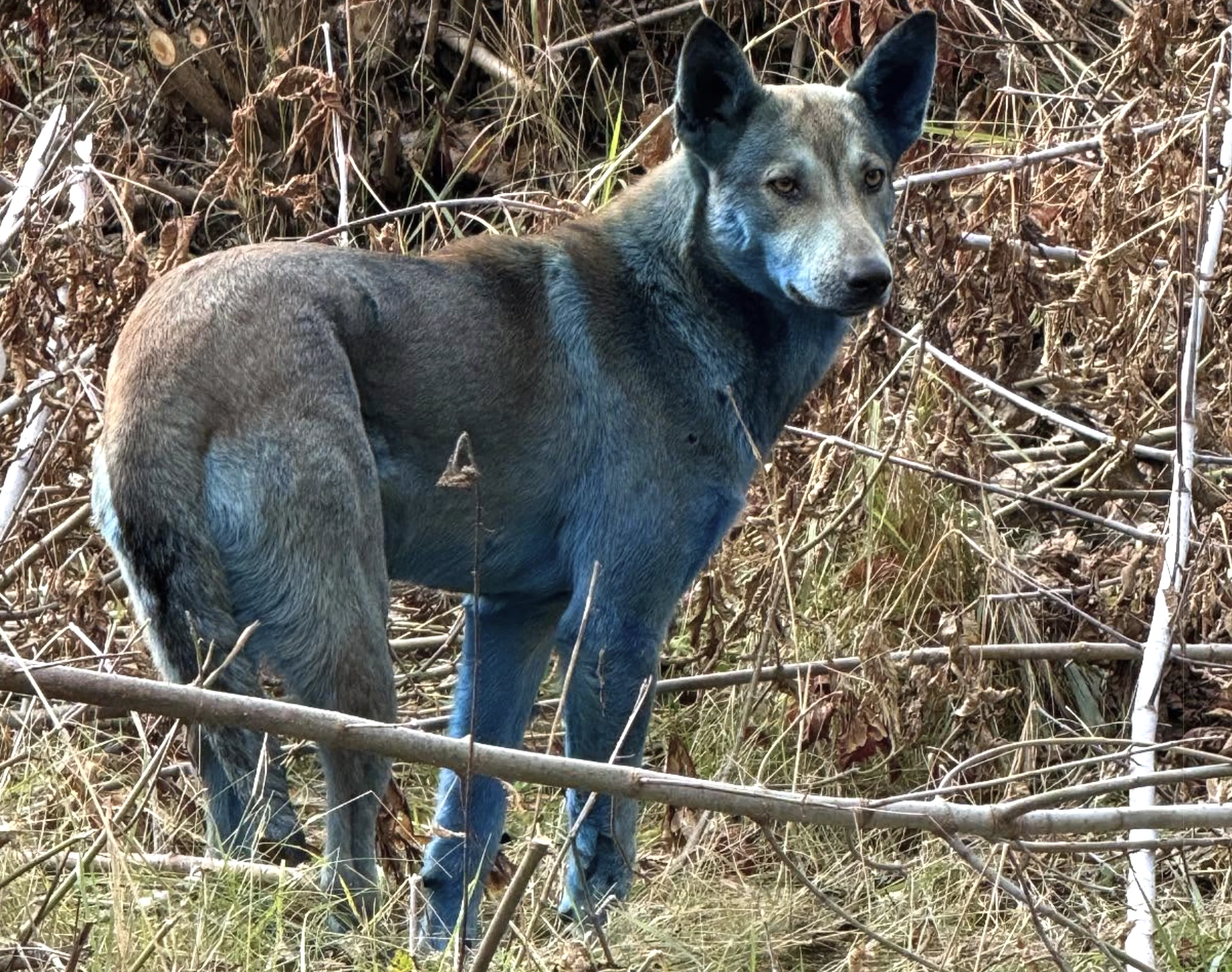 Turns out the blue hue was the result of behavior, not evolution