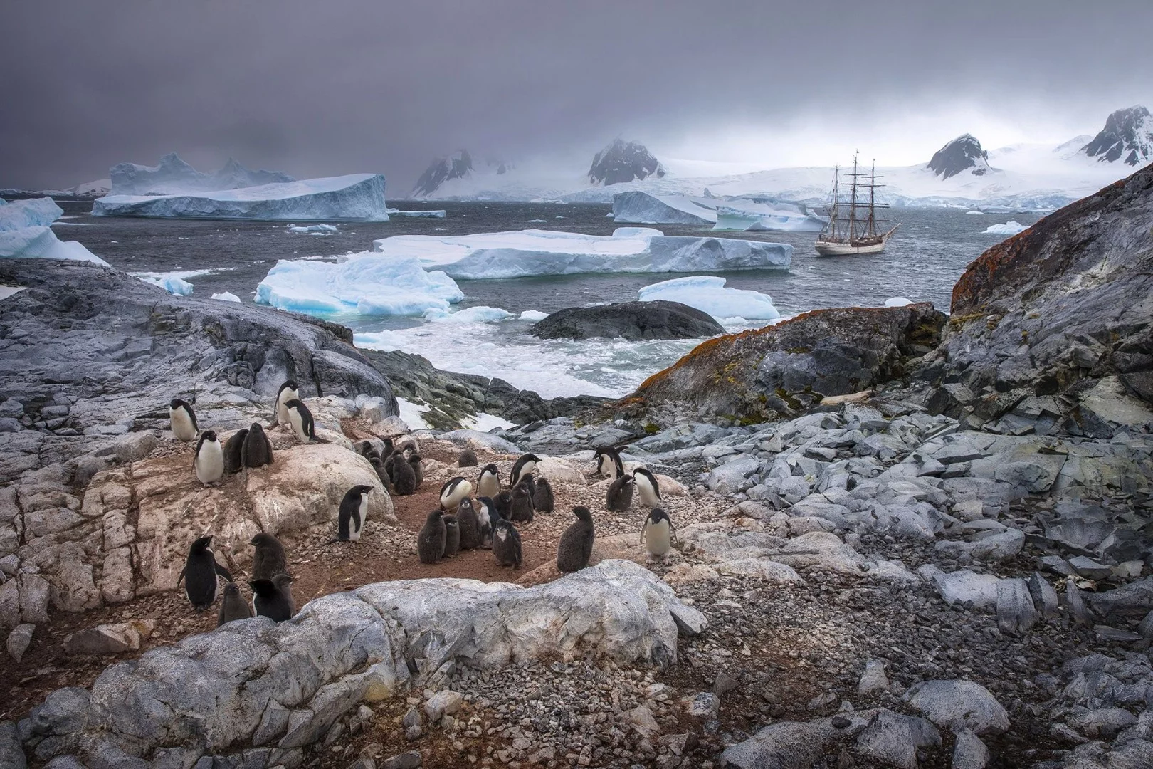 Honorable Mention in The Beauty of Nature. Adélie Penguins in their native habitat on Yalour Islands