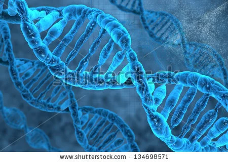 The new DNA uses bases not found in nature (Image: Shutterstock)