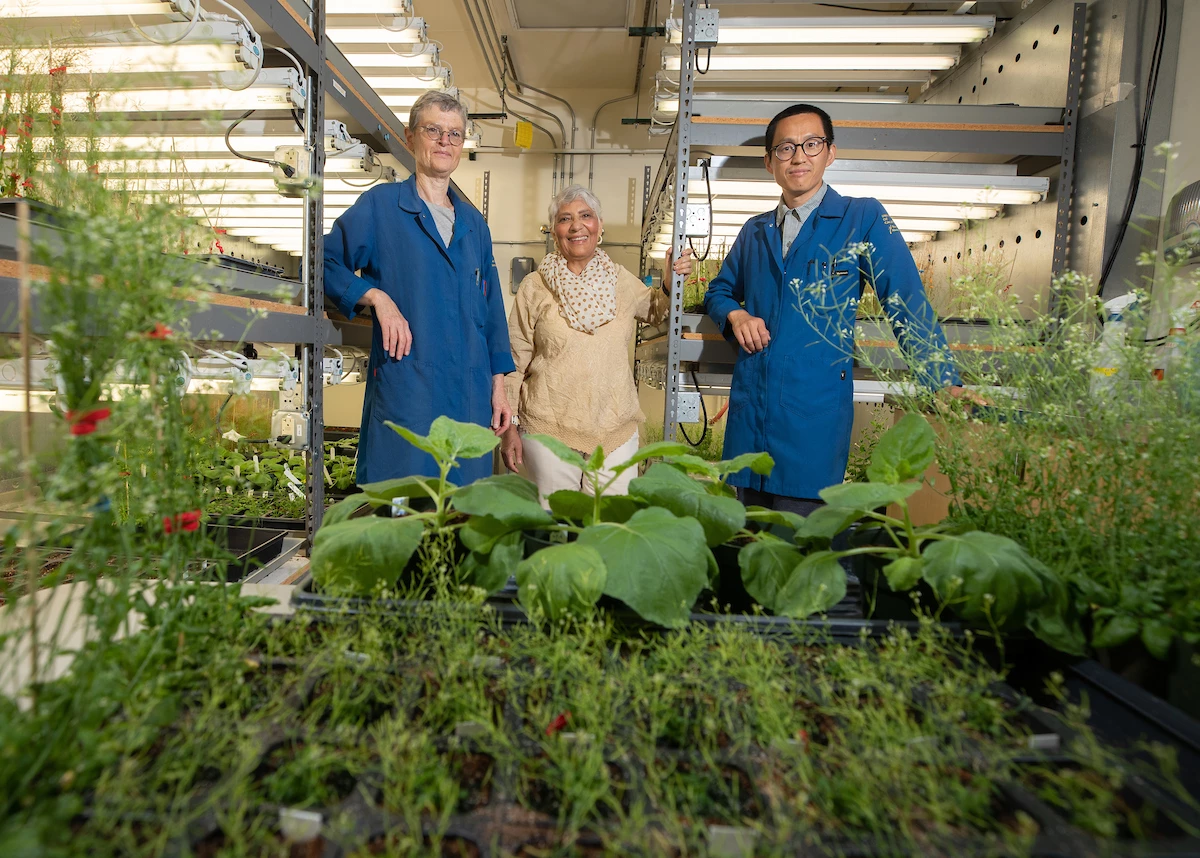 Scientists Wilhelmina van de Ven, Katayoon Dehesh and Jin-Zheng Wang have furthered our understanding of the way plants produce salicylic acid