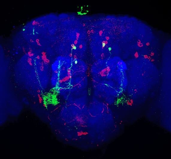 The green areas indicated the protein-specific craving pathways in the brain