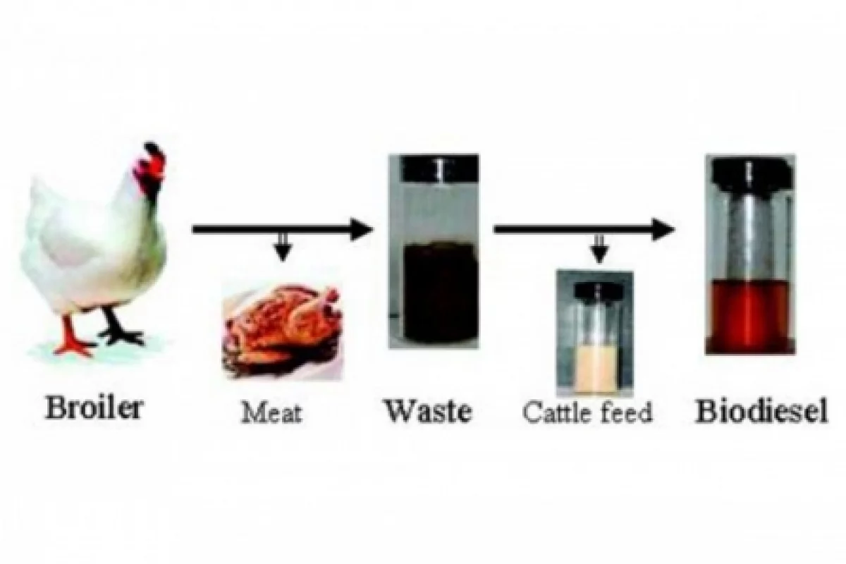 Which came first, the chicken or the biodiesel? Well the chicken obviously (Photo: The American Chemical Society)