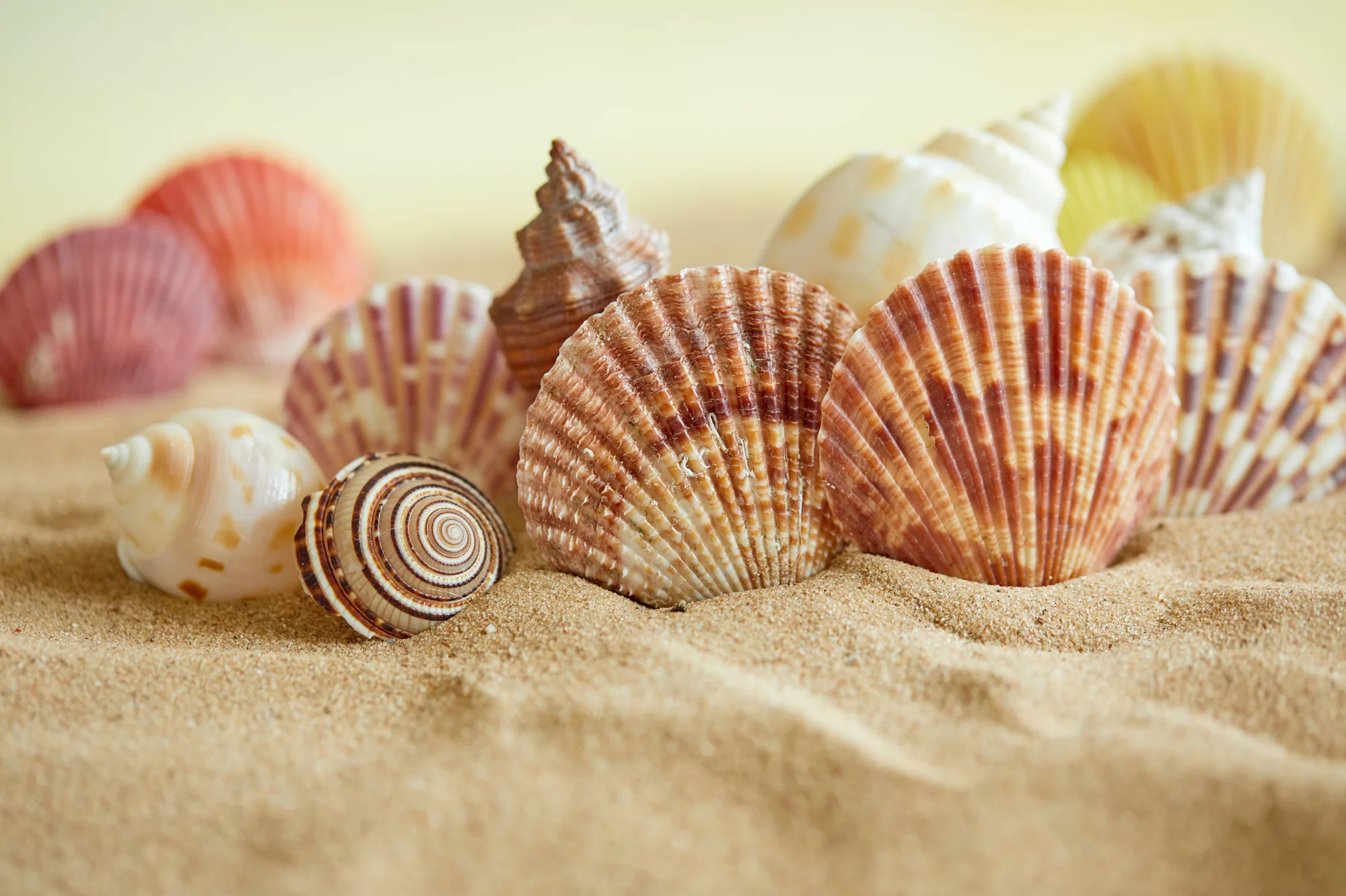 Researchers have developed a new coating material inspired by seashells that could protect against impact and heat