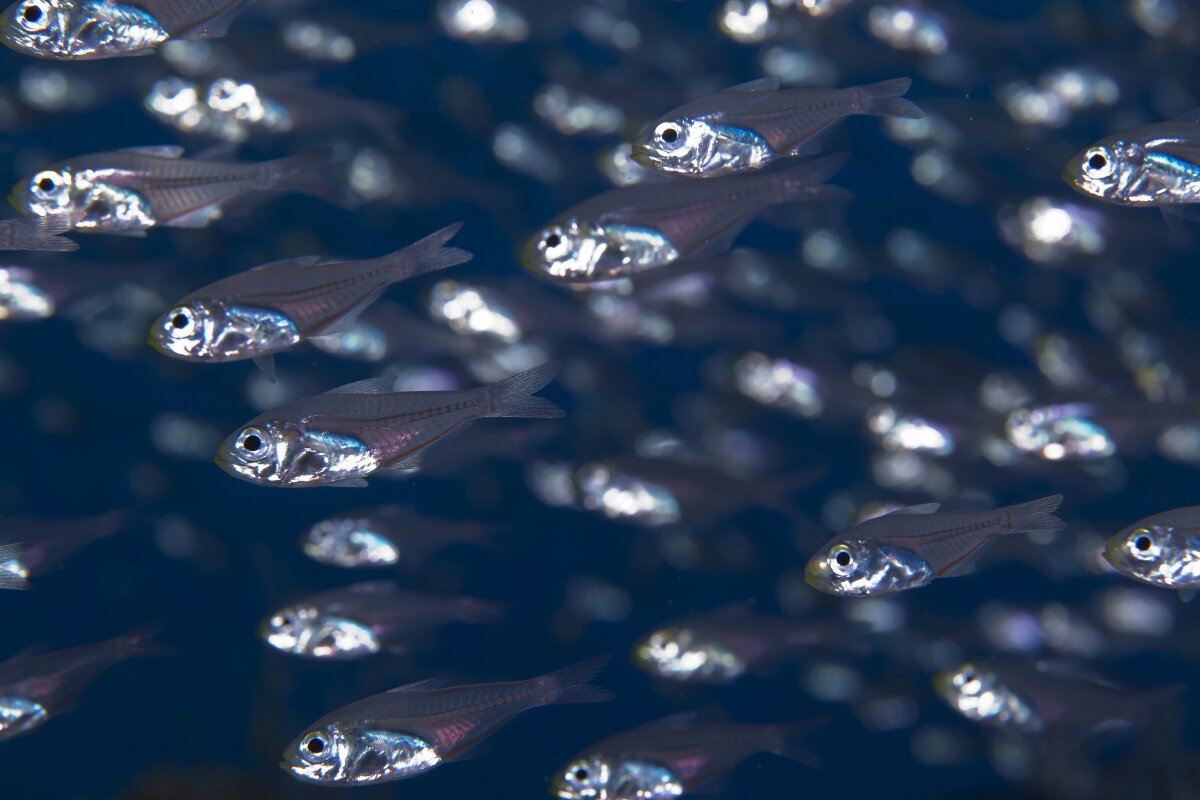 In a first, this animal hijacks the power of bioluminescence from its victims