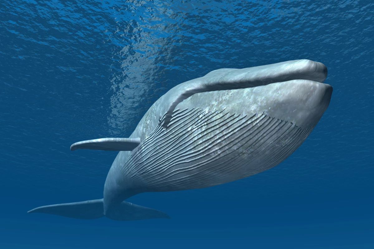 A new study suggests blue whales can consume as much as 10 million microplastic pieces each day