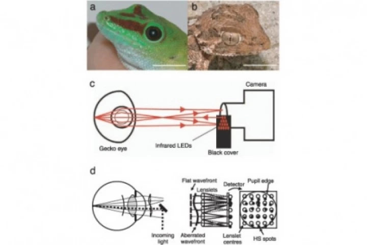 Researchers calculated the nocturnal helmet gecko's cone vision was more than 350 times more sensitive than a human's, which may create better cameras and contact lenses