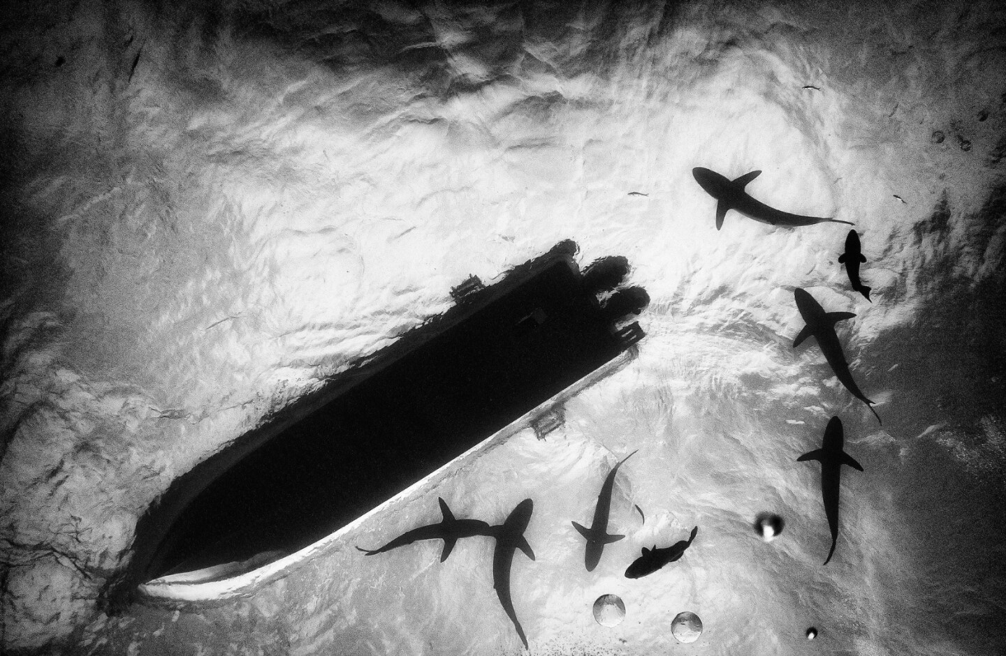 The only way is up – sharks surrounding the boat on a dive in Cuba