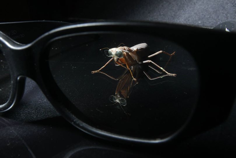 One of the mantises, as seen through a pair of human-sized 3D glasses