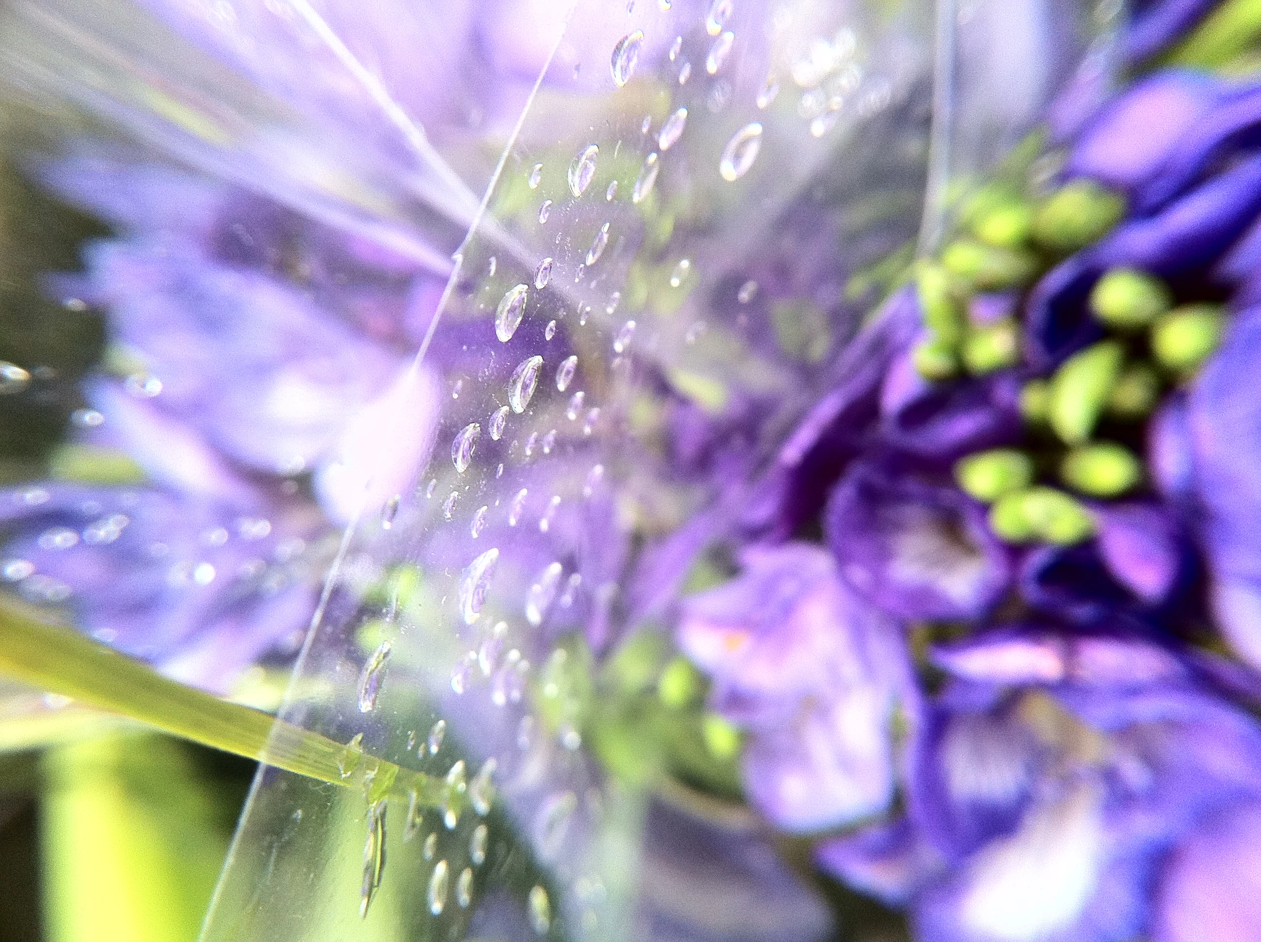 High quality macro detail