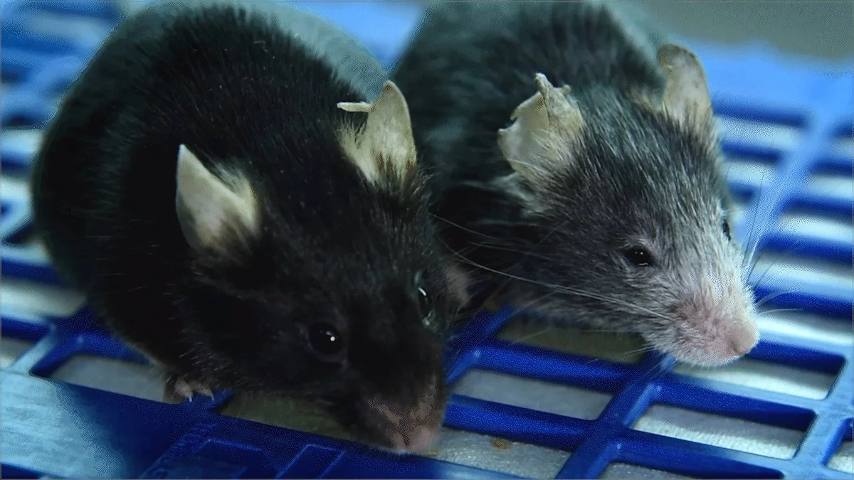 Two mice of the same age, but the mouse on the right has undergone an epigenetic experiment that accelerates its aging. Luckily, this process can also be reversed, according to new work