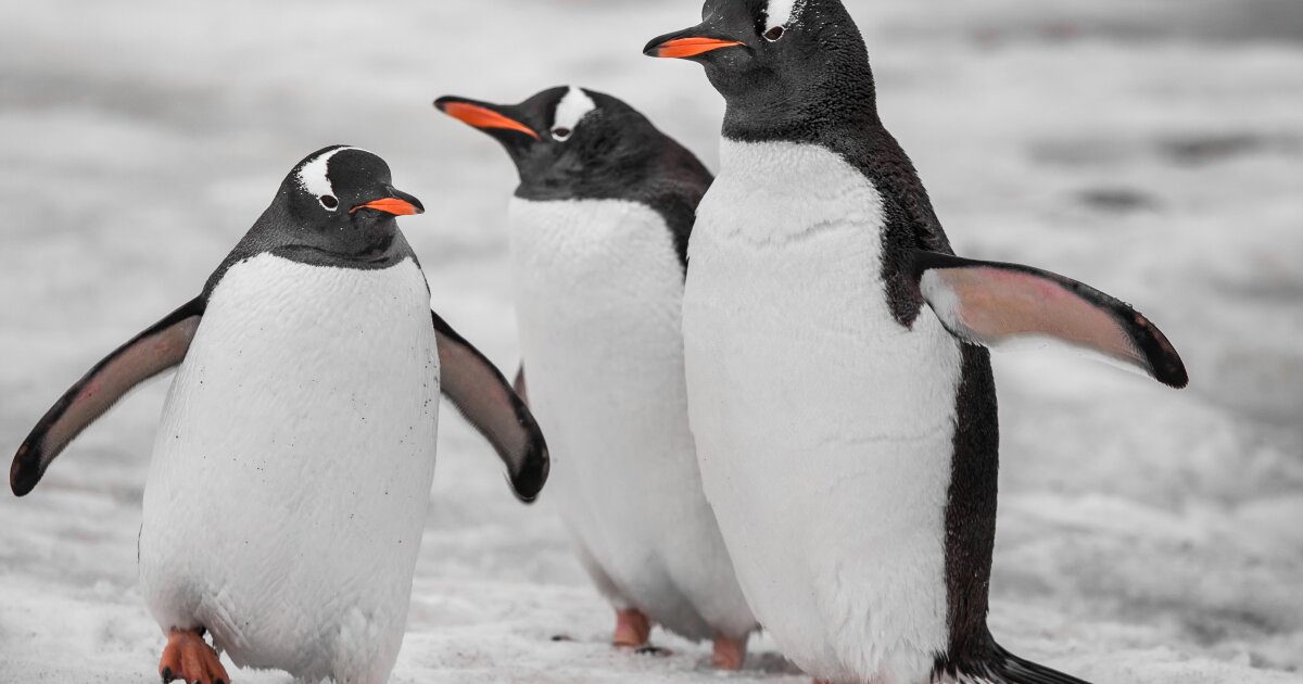 The material is inspired by penguins' ability to utilize layered feather structures, directional insulation and waterproofing for thermal management