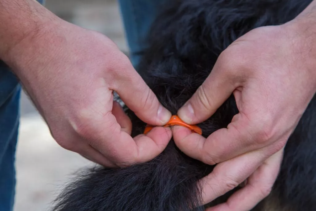The DogStar TailTalk safely attaches to tails and is designed to be durable, water-resistant, and chew-resistant