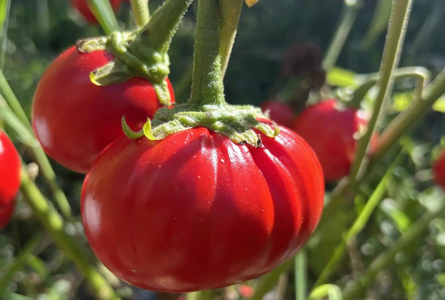 African eggplant fruit grew larger than usual with a few genetic tweaks