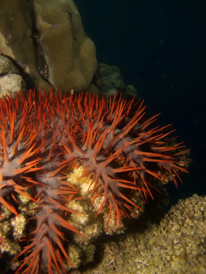 Boström-Einarssonfrom says that it was through considerable trial and error that she happened across a technique that finally proved effective in killing the starfish with vinegar