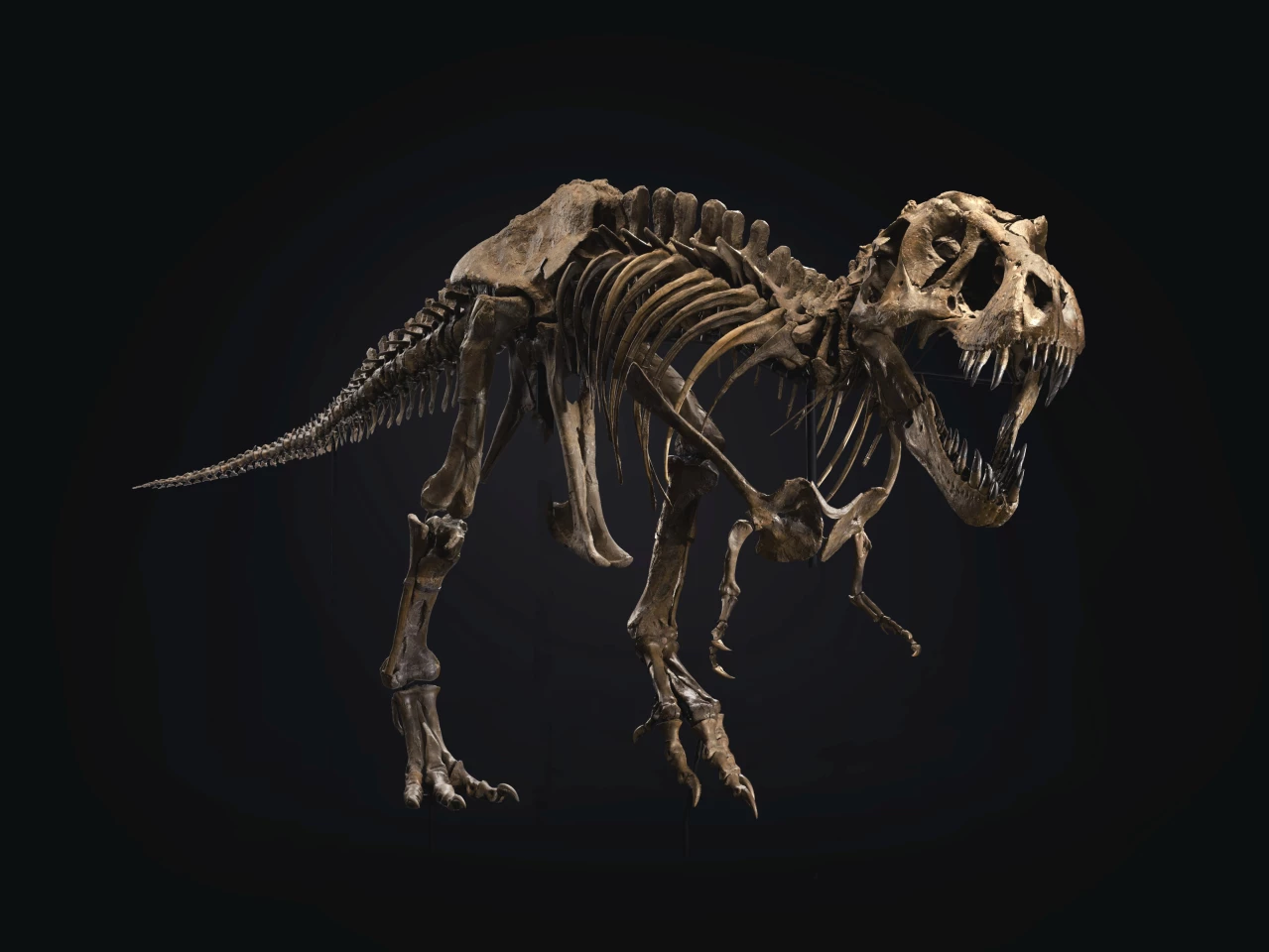 This Tyrannosaurus Rex skeleton sold at Christie’s on October 6 for $31,847,500