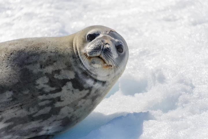 Spring serenades: Leopard seals sing for the ladies