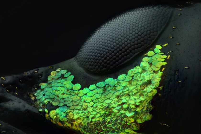 1st Place winning image, The eye of a Metapocyrtus subquadrulifer beetle
