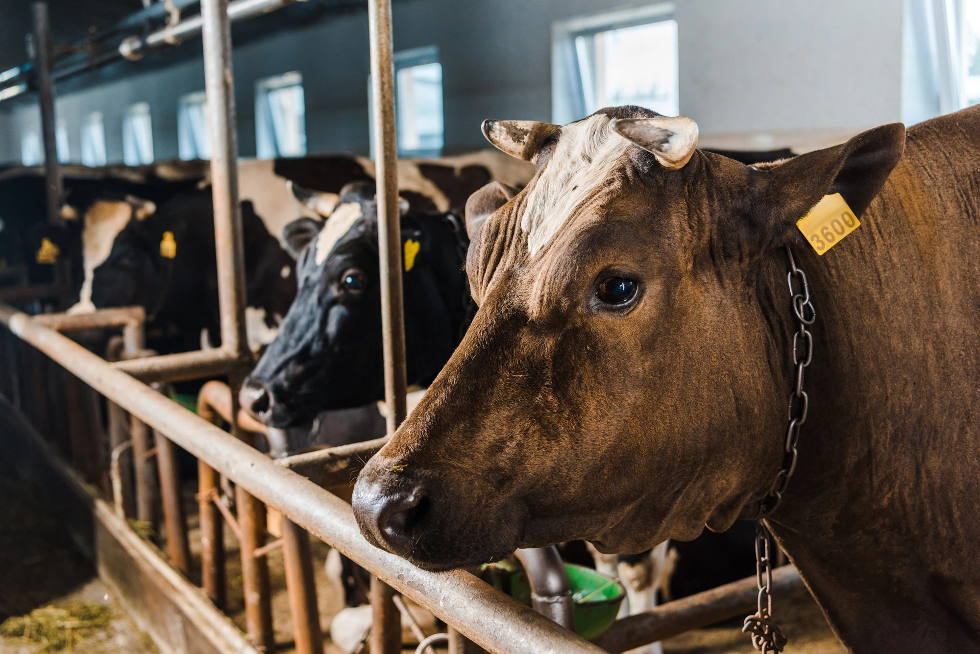 A new study has detected microplastics in the milk, blood and meat of farm animals