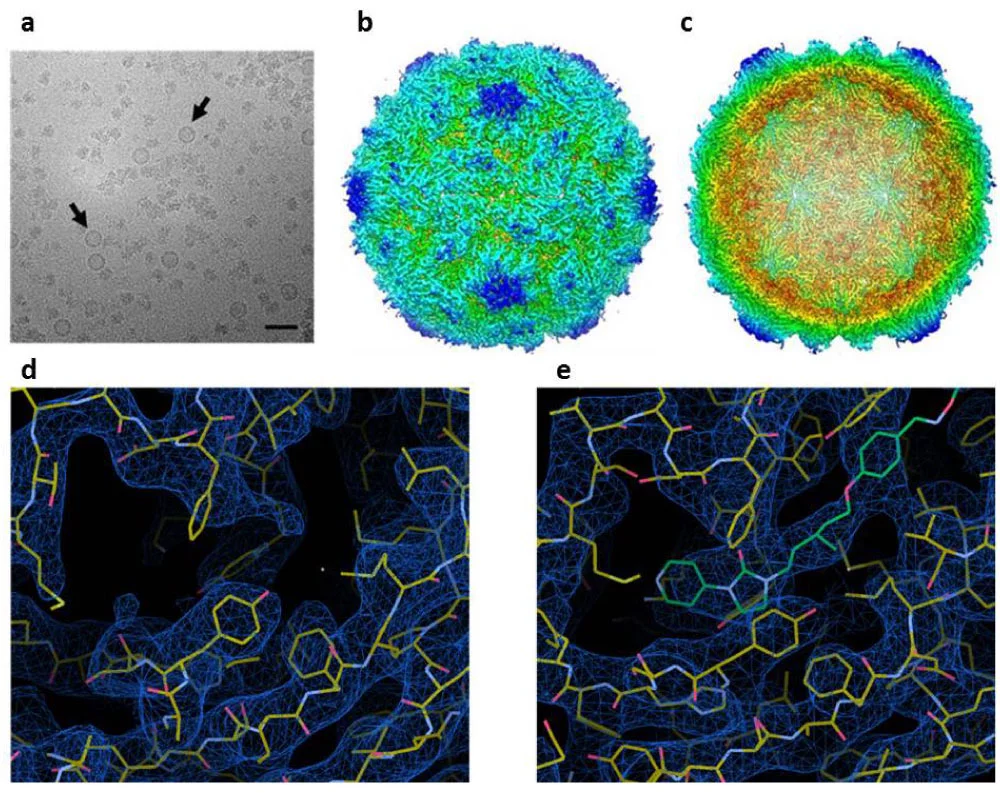 A = VLPs in vitreous ice. B = Reconstruction of poliovirus. C = VLP showing empty internal surface. D and E = Resolutions of poliovirus