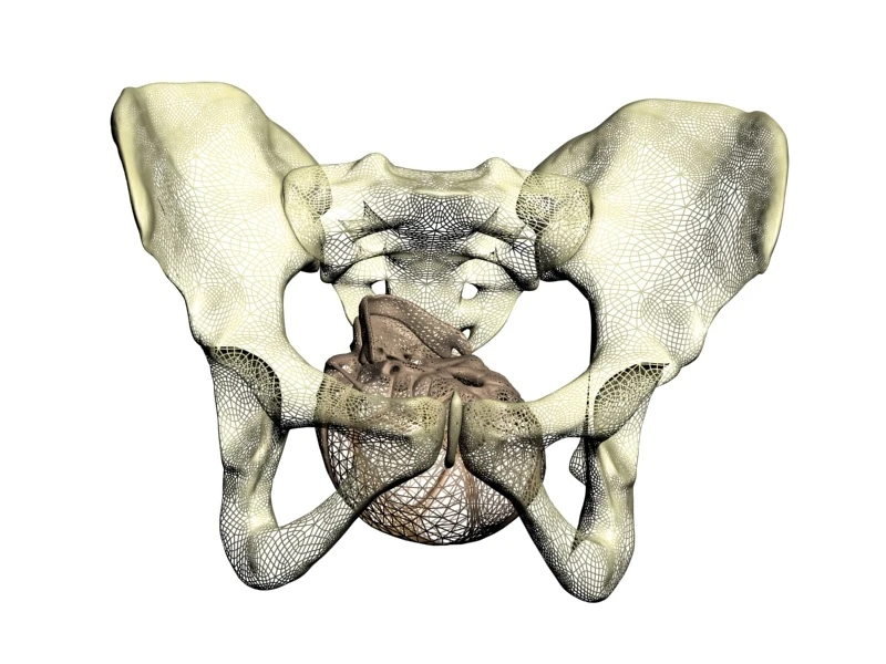 A PREDIBIRTH simulation displays the way in which a baby's head may pass through its mother's birth canal