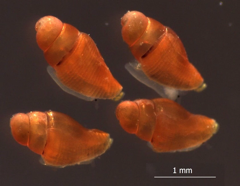 The tiny juvenile cone snails have been reared in a lab for the first time