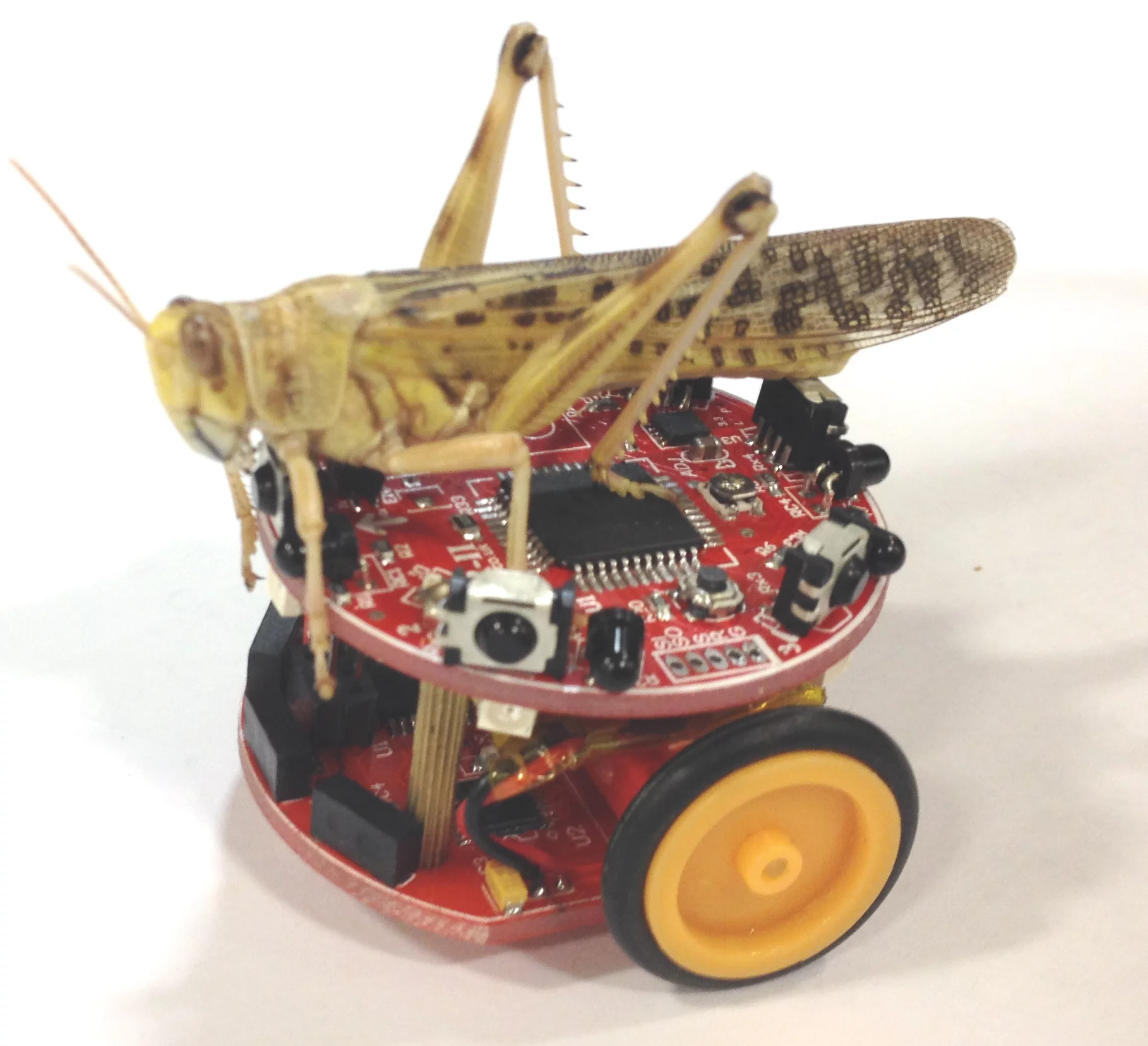 The Colias micro-robots, named after a genus of butterfly, were inspired by bees and locusts (Photo: University of Lincoln)